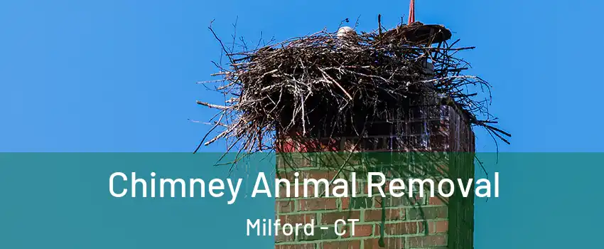 Chimney Animal Removal Milford - CT