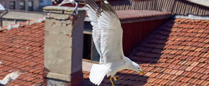 Residential Chimney Animal Removal Solution in Milford, CT